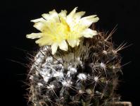 Thumbnail of 1701_Copiapoa humilis tennissima_20170516_02(1).JPG